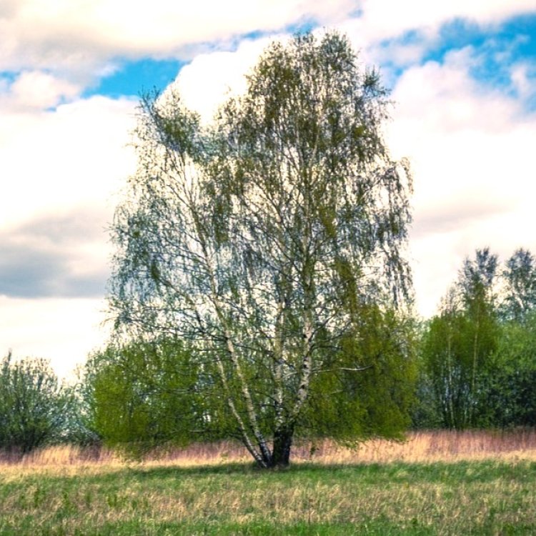 Breza previsnutá (Betula Alba Pendula) - výška 200-250 cm, obvod kmeňa: 6/8 cm, kont. C30L - VIACKMENNÁ
